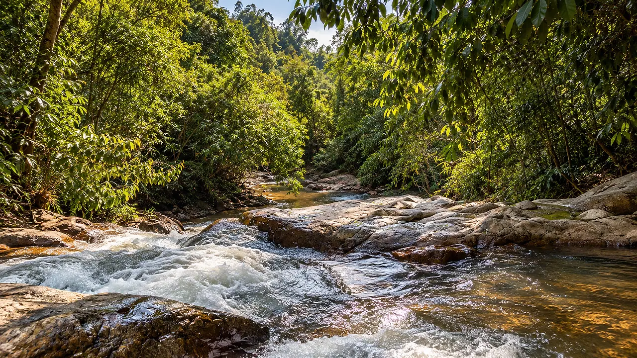 A forest stream running over rocks under bamboo and trees
